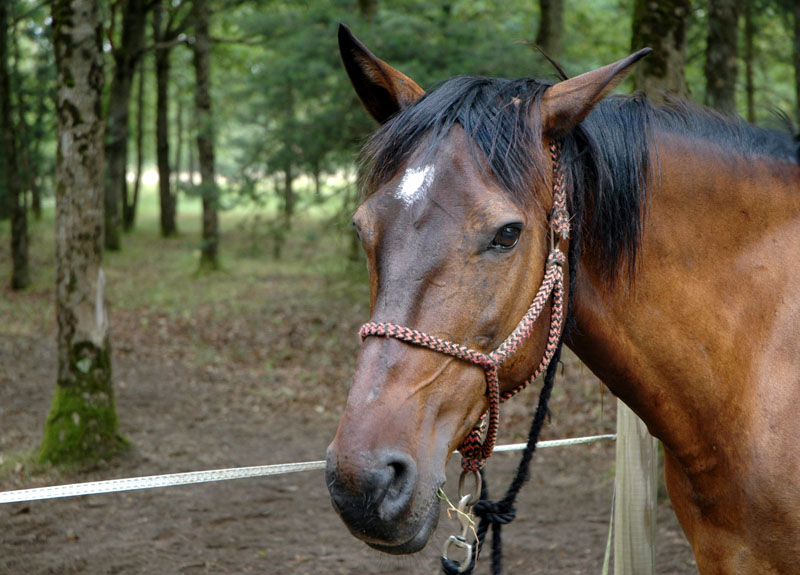 FRANCE A CHEVAL - Randonnée équestre, week-end à cheval, stages, randos  juniors - Par Randocheval